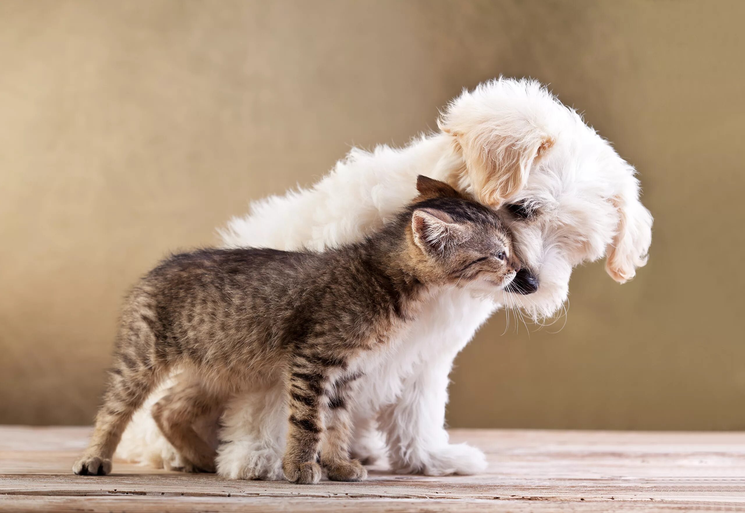 Собачки и кошечки. Нежная кошка. Нежные животные. Нежные котята. Живые кошки собаки