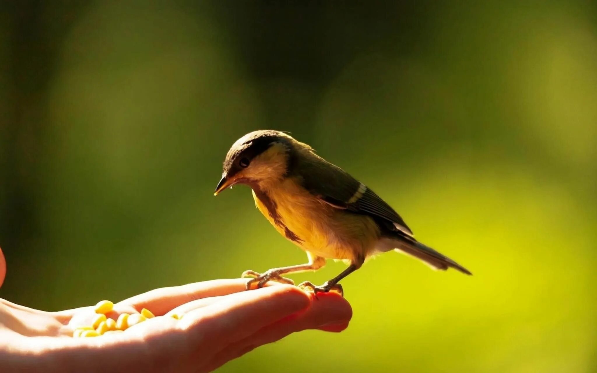 Take bird. Птицы. Птичка на руке. Птица на ладони. Птица сидит на руке.