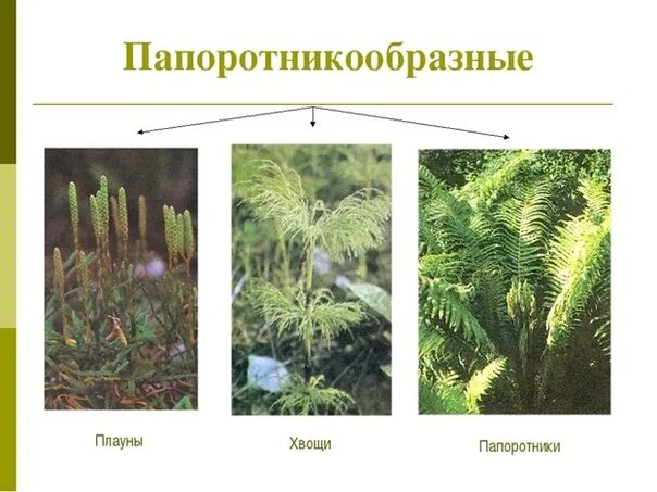 Двудольные листостебельные мхи папоротниковые хвощовые. Плауны хвощи папоротники. Мхи папоротники хвощи плауны. Папоротникообразные плауны. Представители мхов хвощи плауны.