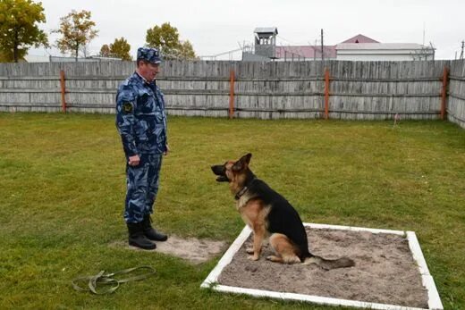 Старший кинолог. Служебные собаки фсин. Старший кинолог. Старший кинолог. Подразделение кинологов в полиции.