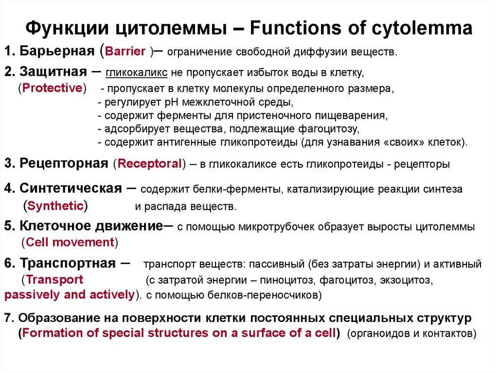 Назовите основные функции плазмолеммы. Плазмолемма строение и функции. Функции цитолеммы. Функции плазмаллемы таблица. Пояснить главную функцию белков