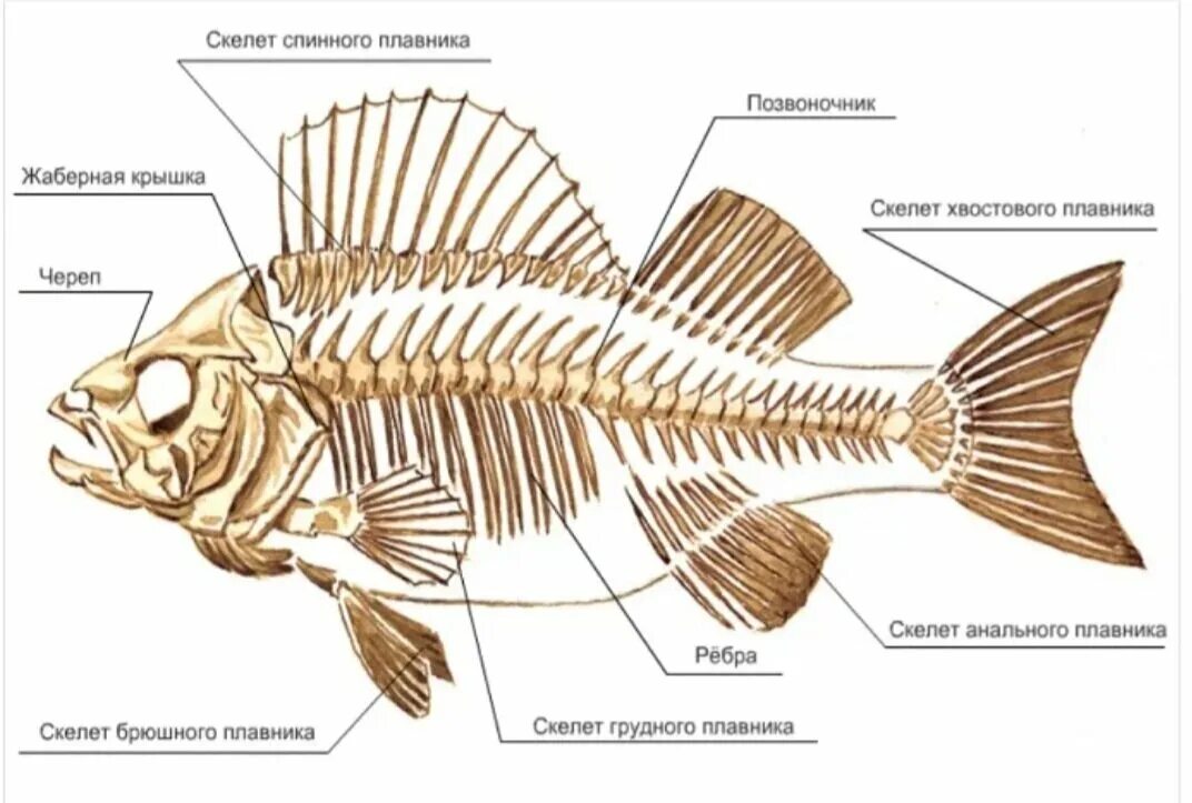 Строение скелета костных рыб. Внутреннее строение костной рыбы скелет. Строение скелета рыбы схема. Строение скелета рыбы 7 класс биология.