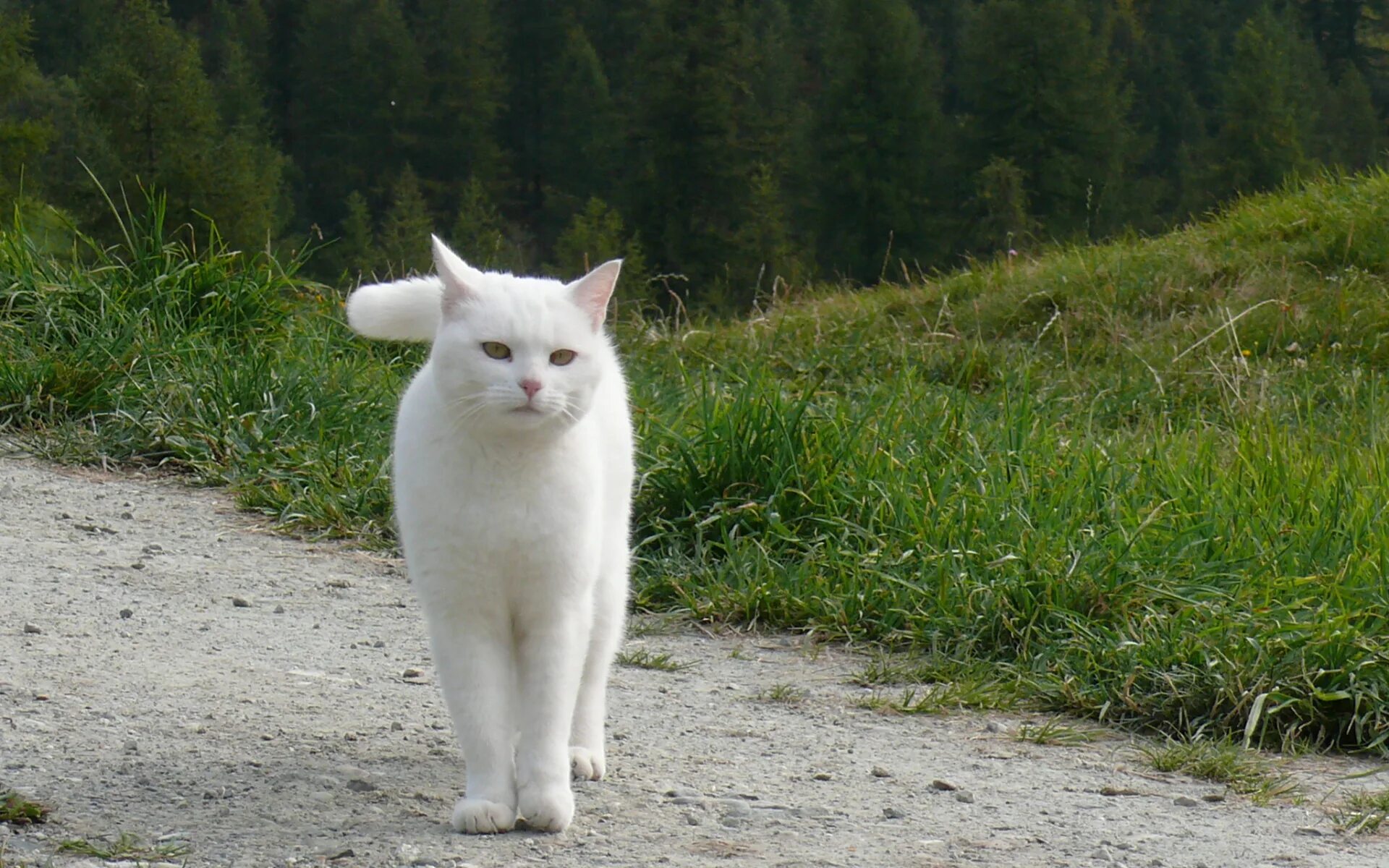 Wait cats