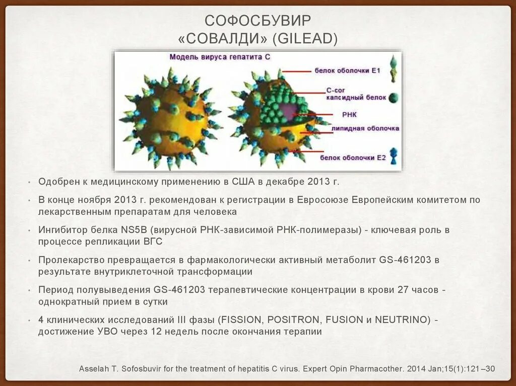 Растение убивающее вирусы. Модель вируса гепатита с. Макет вируса с описанием вируса. Травы против гепатита.