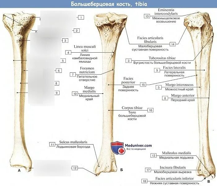 Медиальные мыщелки. Большеберцовая кость и малоберцовая кость. Берцовая кость строение анатомия. Б/берцовая кость анатомия. Кости голени малоберцовая кость.