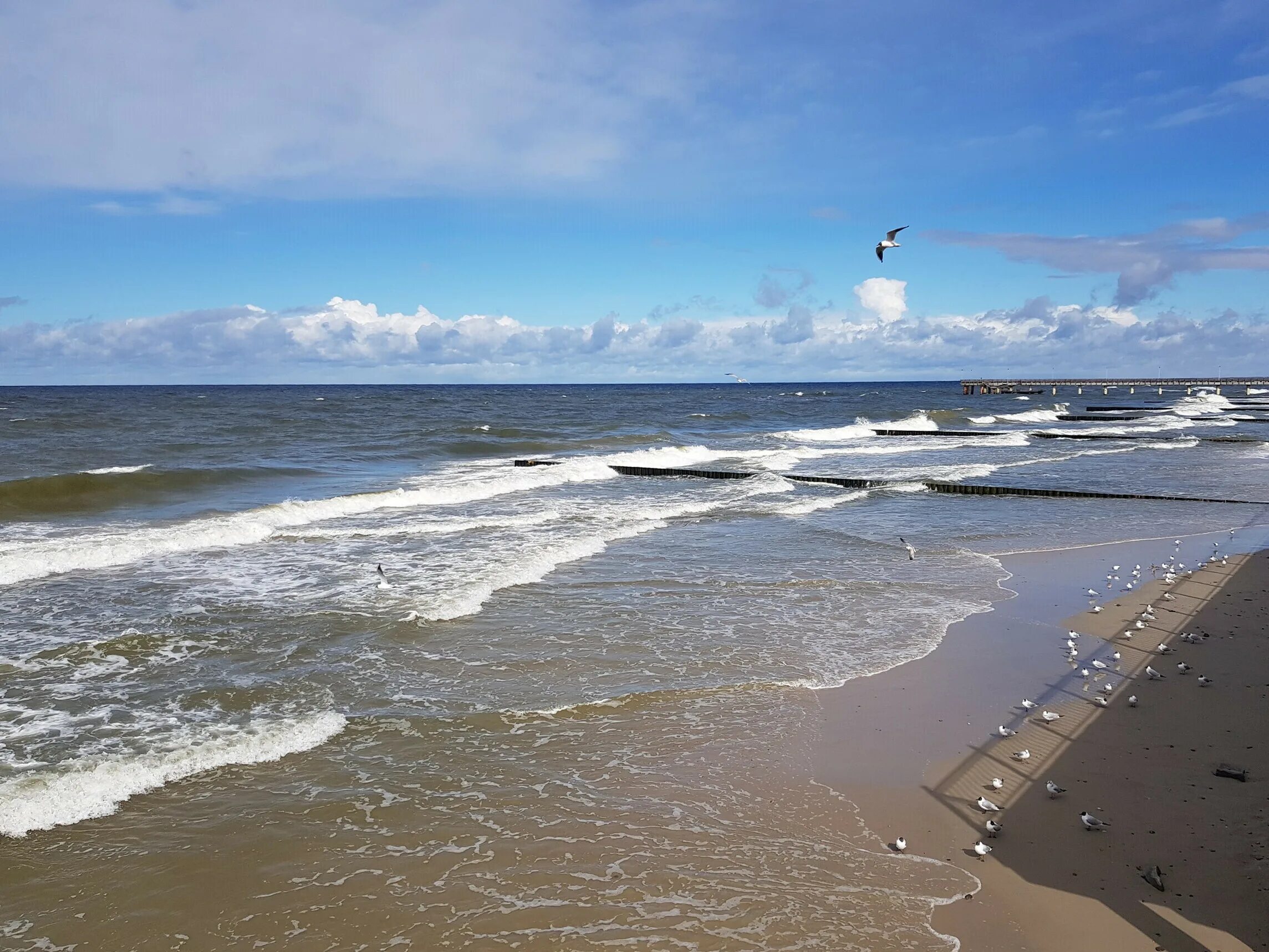 Море в зеленоградске сейчас