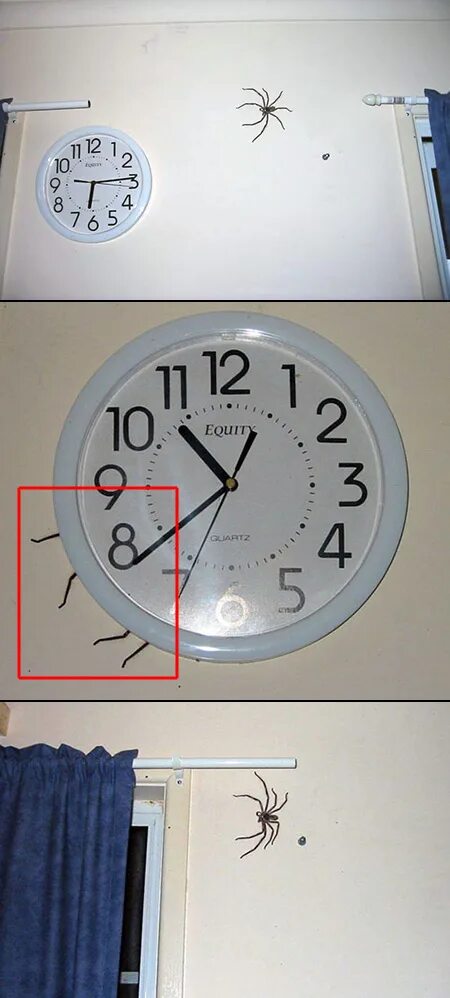 Clock spider