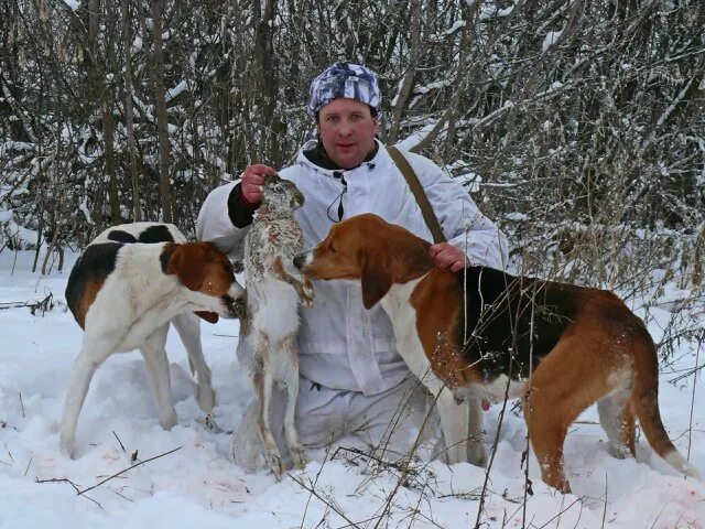 Гончую в брянской обл