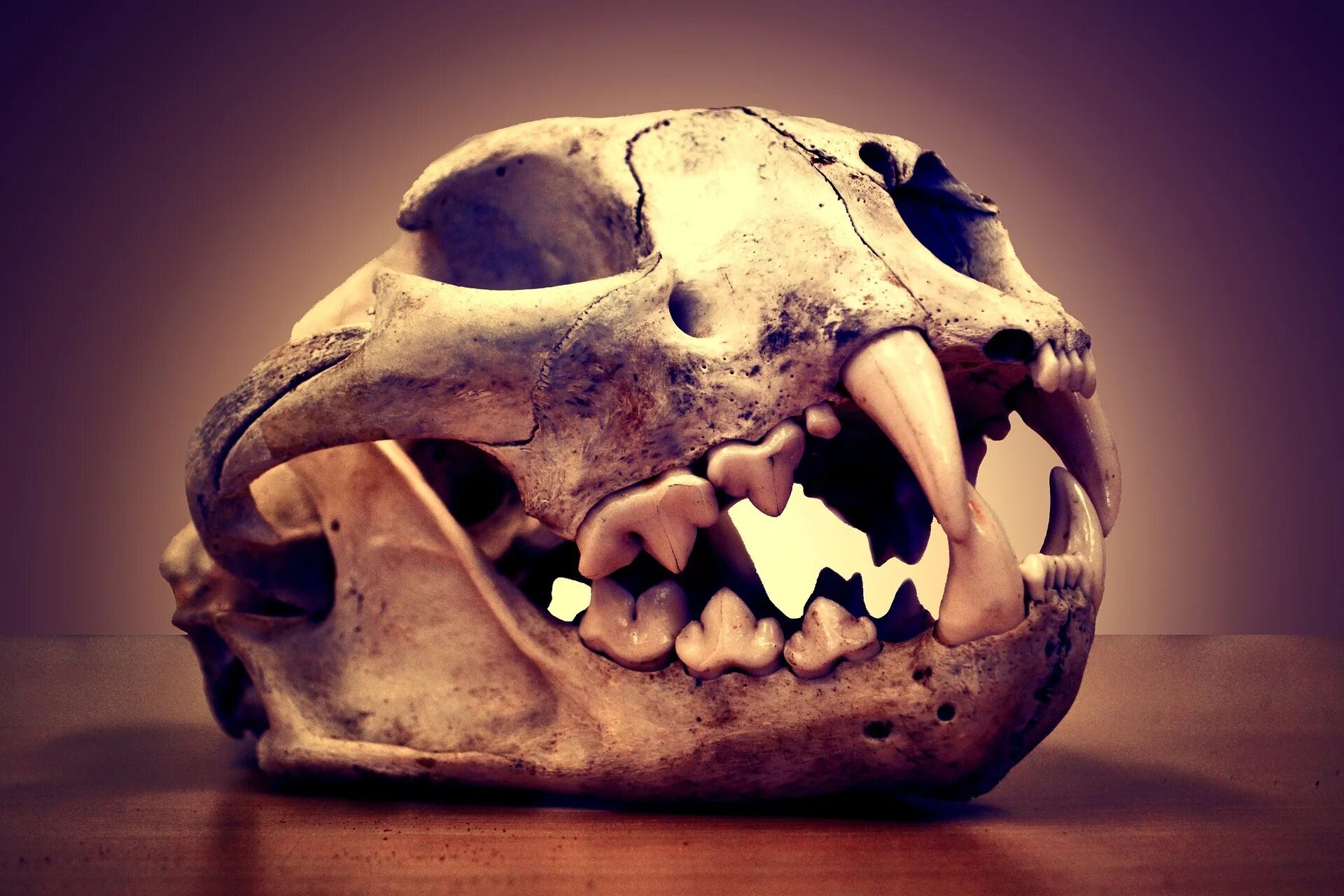 Robin Loznak Photography, LLC: Animal skulls with seamless background Animal sku