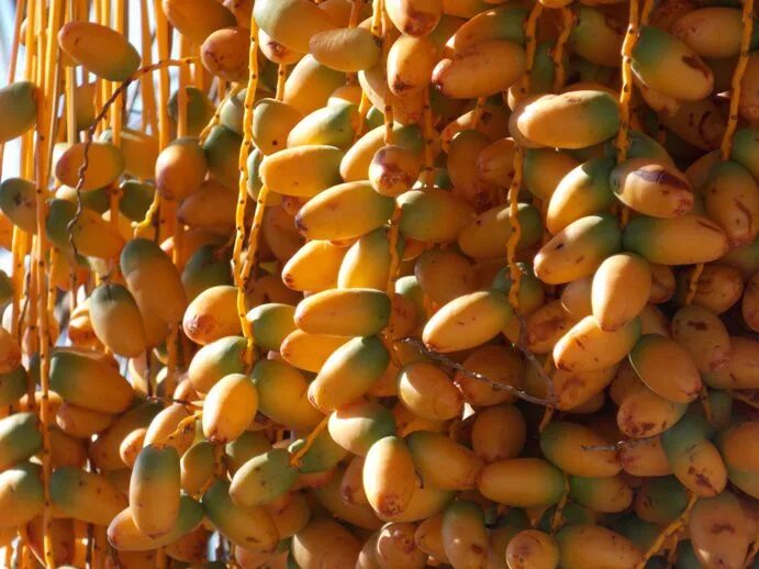 Финики египетские. Финики на пальмах тунис. Манефи финики. Финики из туниса сорта. Финики hurma хурма.