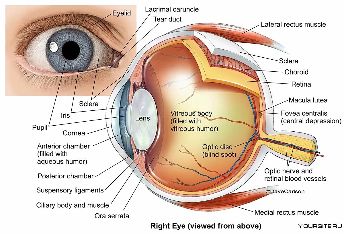 Где взять глаз. Глаз анатомия красиво. Из чего состоит глаз. Строение глаза с боку. Lens глаз анатомия.