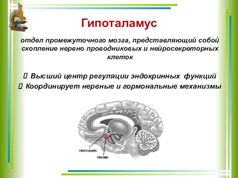 Гипоталамус высший центр регуляции эндокринных функций. Функции гипоталамуса головного мозга. Гипоталамус это часть промежуточного мозга. Гипоталамус строение кратко таблица.