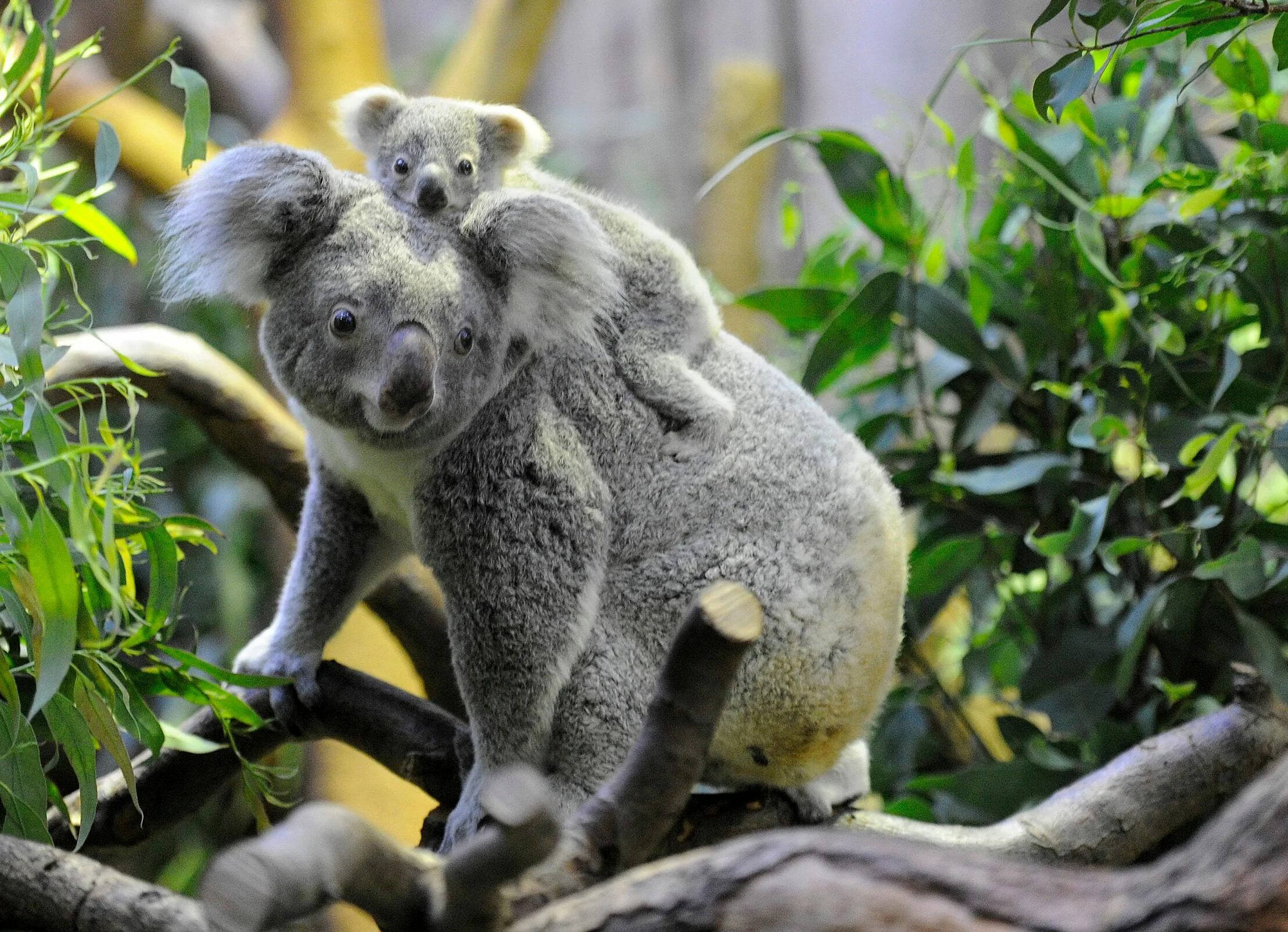 Коала сумчатое. Сумчатый медведь коала Австралия. Эндемики Австралии коала. Медведи коалы в Австралии. Тип развития коалы