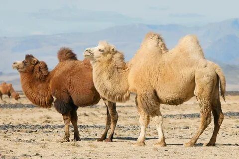 Татуировкасы бар мобильді порно көру