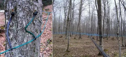Можно ли закатать кленовый сок
