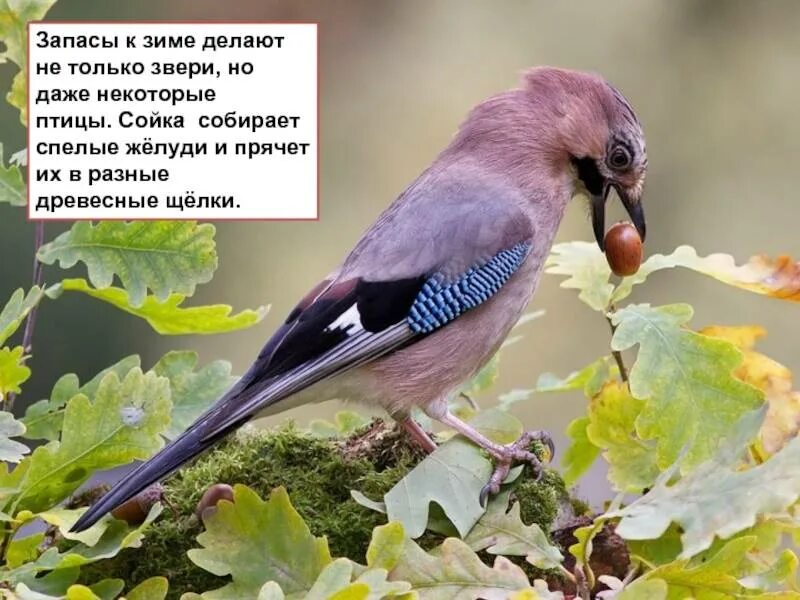 Каких птиц употребляют в пищу. Птицы питающиеся желудями. сойка запасы на зиму. птицы которые едят желуди. сойка запасает желуди.