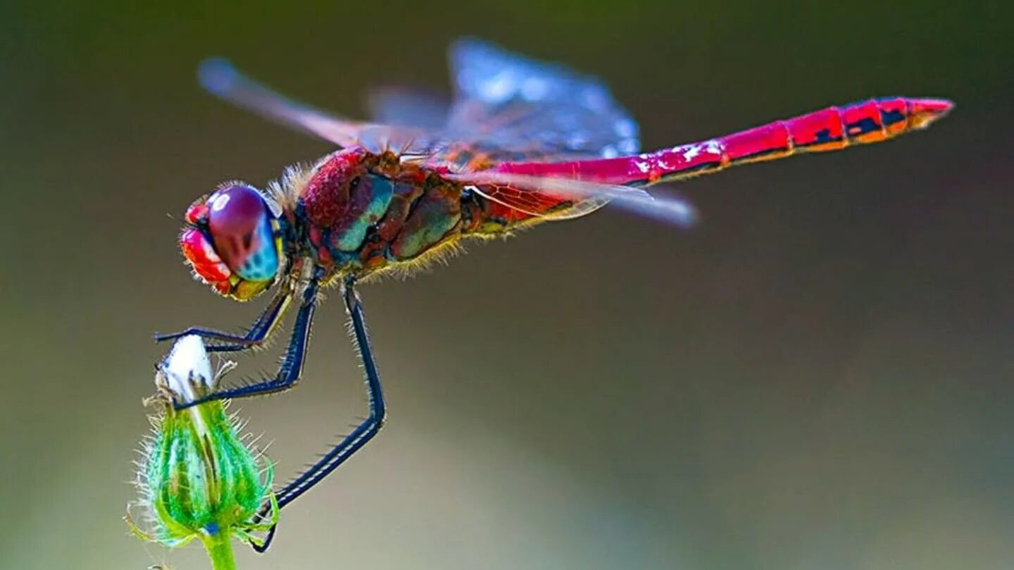 драгонфлай стрекоза. радужные стрекозы. крылья стрекозы. бывают радужные стрекозы. драгонфлай стрекоза.