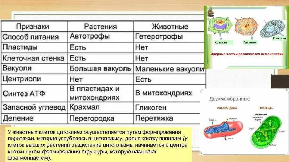 Способ питания клетки растений и животных. Пластиды у грибов растений и животных. таблица признаки клеткирас. признаки животных клеток. пластиды у растений и животных.