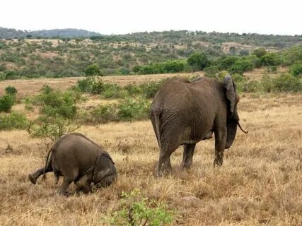 Wildlife photos