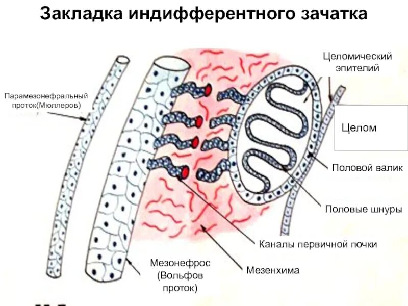 Эпителий 2 6. Целомический эпителий. целомический эпителий первичной почки. парамезонефральный проток. мезонефрос.