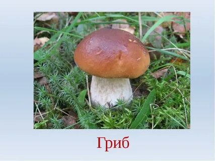Белый гриб факты для детей