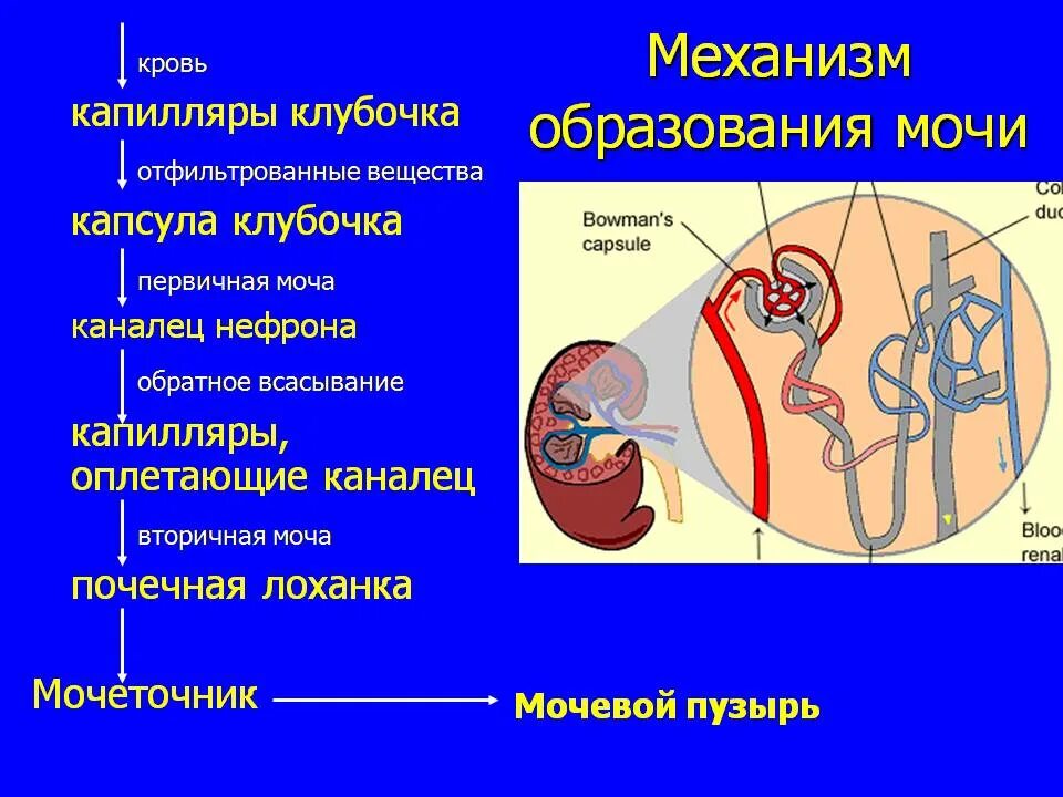 Выделение мочи какой орган. Процесс образования мочи схема. Механизм образования первичной мочи схема. Образование первичной мочи анатомия. Образование и выделение мочи.