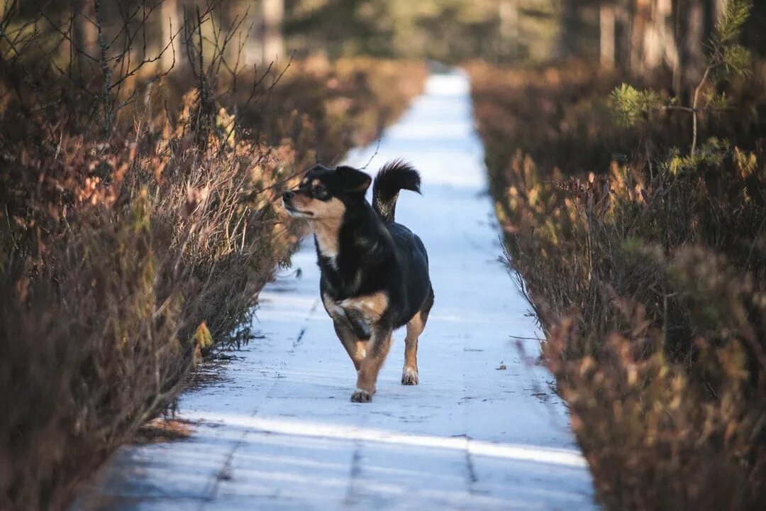 Собака гуляет дома. Человек гуляет с собакой. Уборка собачьих экскрементов. Выгульщик собак. Выгул собак.