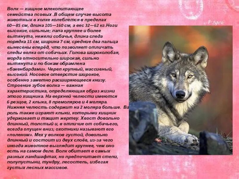 Описание Волков. Описание волка. Характер волка. Волк описание характера.
