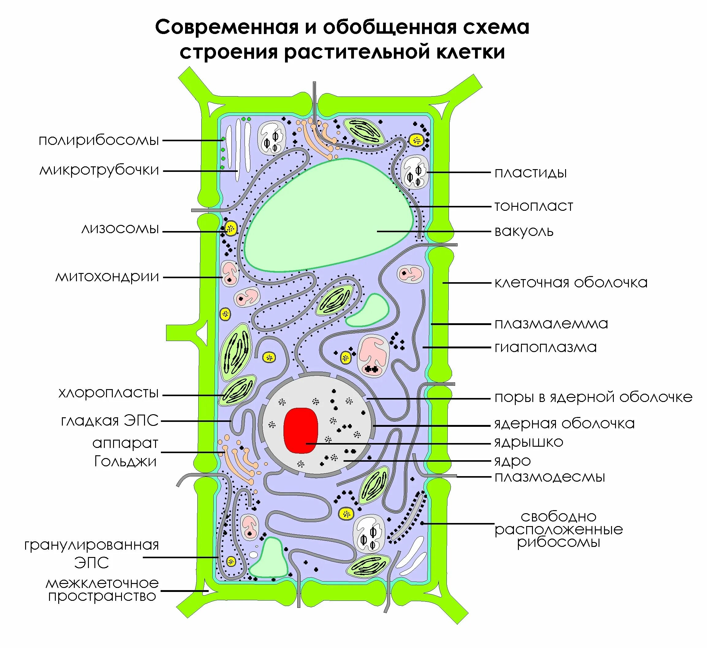 Изучал строение растительной клетки. Схема строения клетки растения. Современная обобщенная схема строения растительной клетки. Изображение растительной клетки схема. Обобщенная схема строения растительной клетки.