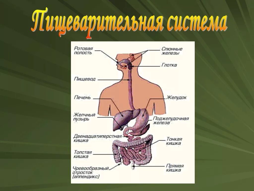 Строение человека система органов. Система органов пищеварения 8 класс. Пищеварительная система биология 8.