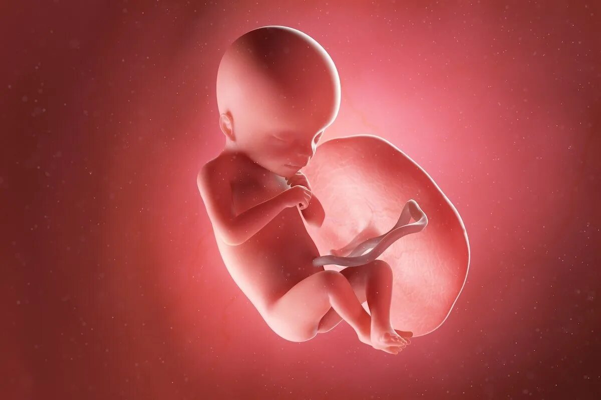 18 недель б. Эмбрион человека 18 недель. 18 Недель беременности фото плода. Человеческий эмбрион на 18 неделе.