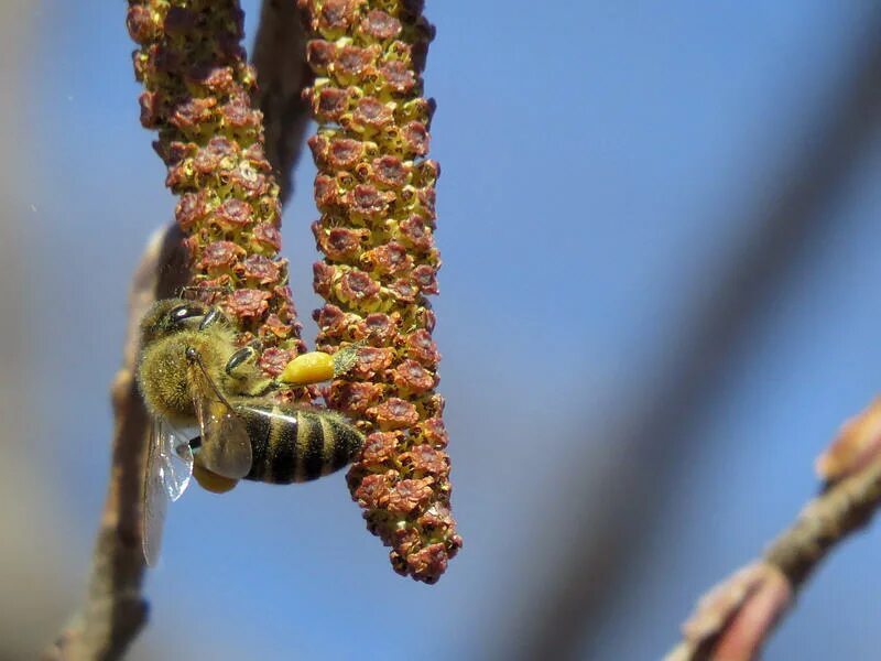 аллергены ольха. аллергены ольха. пыльца ольхи фото. береза ольха орешник аллергия. аллергия на ольху и орешник.
