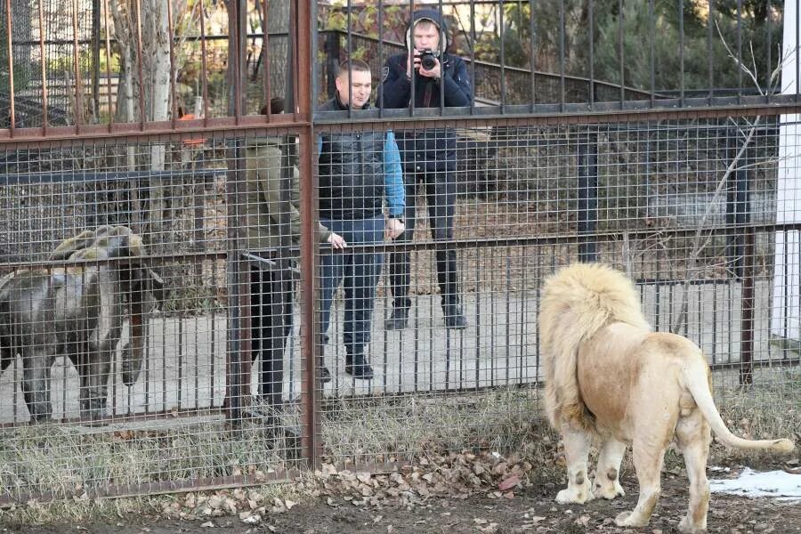 Тигр откусил палец тайган. Тайган менчет ограждения после. Тайган парк новости сегодняшних событий. Тайган в крыму вольеры. Парк тайган директор.