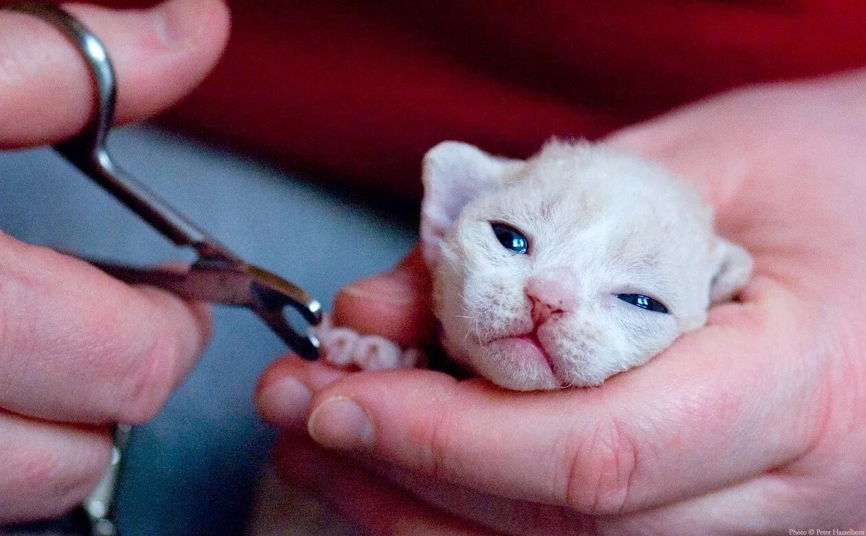 Можно коту удалить когти. Маникюр с кошками. стрижка когтей у кошек. стричь ногти коту.