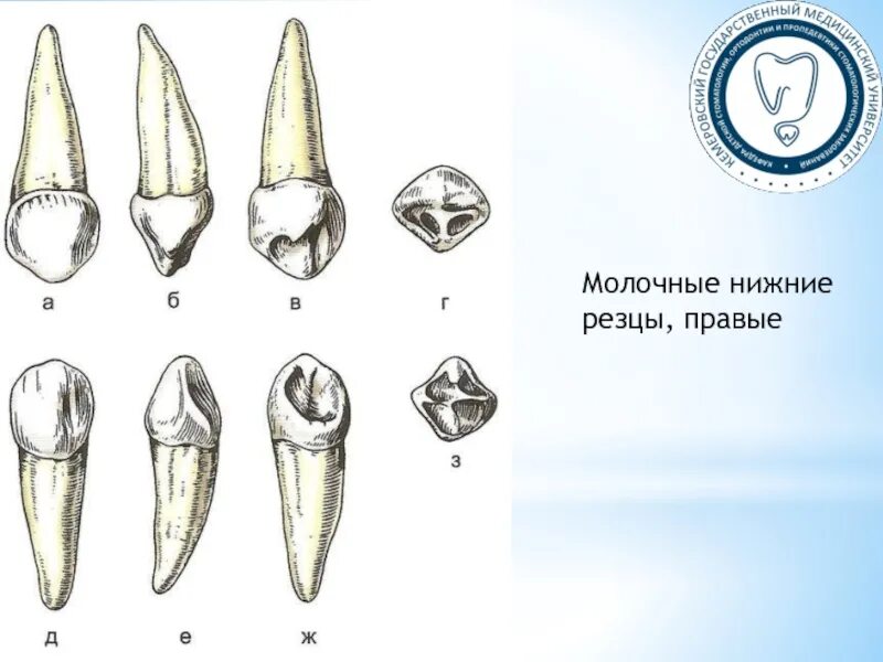 Функции резцов