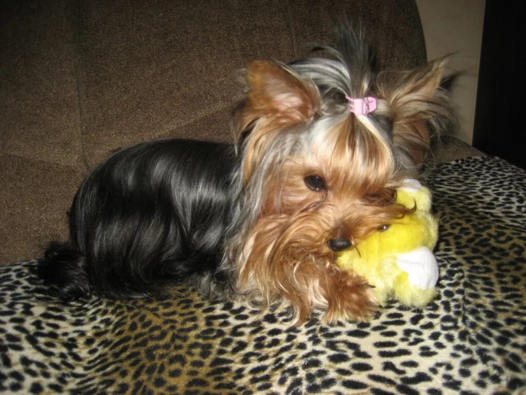 королевский йоркширский терьер. голддаст йоркшир терьер. йорочки. заводчики мини йорков тюмень. йоркширский терьер мини.