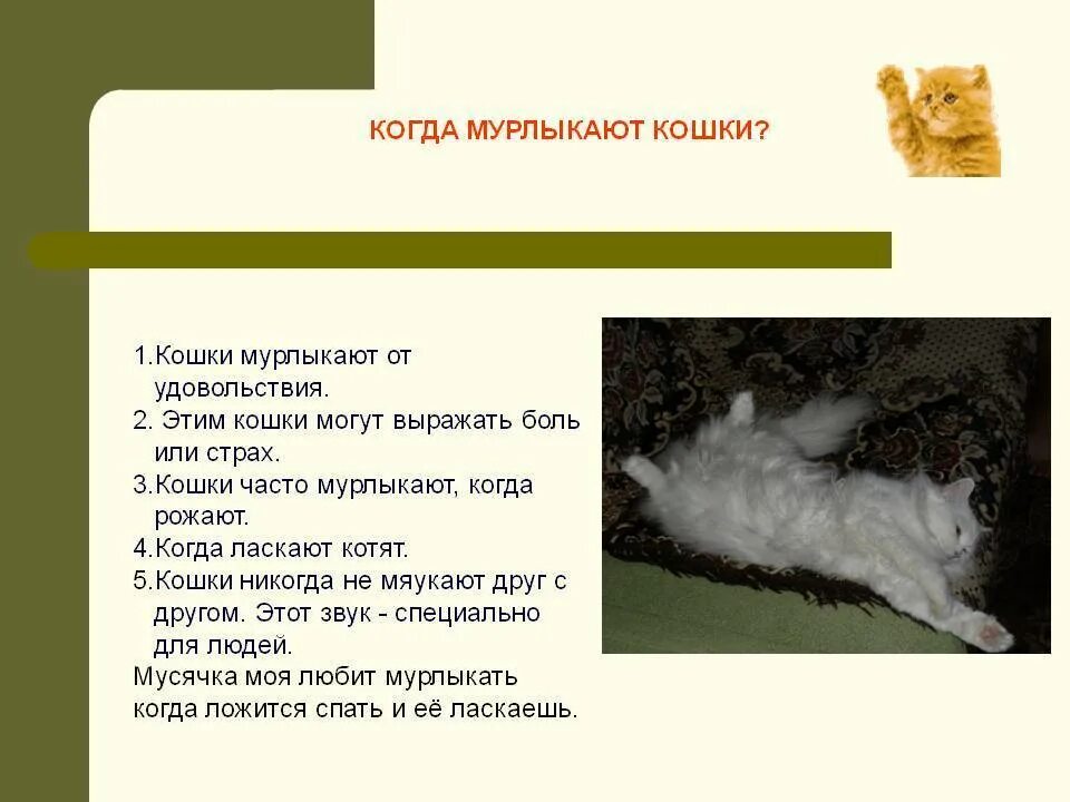 Почему котята мурчат. Почему кот мурлыкает. Зачем коты мурлыкают. Почему кошки мурличать. Почему котята мурлыкают.