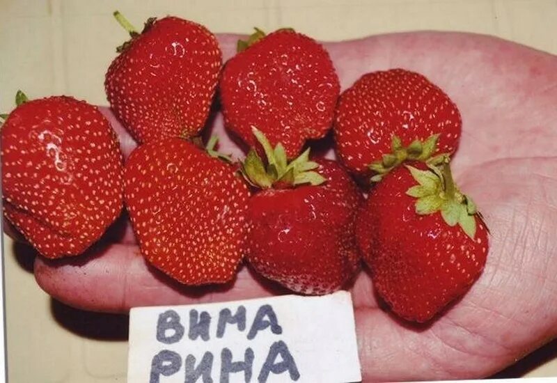Клубника вима описание сорта отзывы. Клубника вима описание сорта отзывы