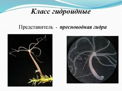Класс гидроидные
