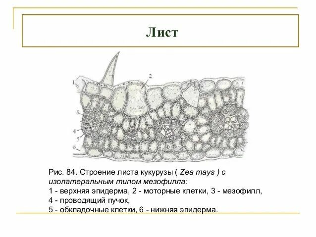 Лист внешнее строение листа клеточное строение листа. Срез листа кукурузы. поперечный срез листа кукурузы. строение листа кукурузы. анатомическое строение листа кукурузы.