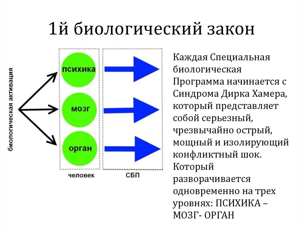 Тема биологические законы. Пять биологических законов доктора Хаммера. Новая Германская медицина Хаммер таблица 5 биологических законов. Доктор Хаммер таблица законы. Специальная биологическая программа.