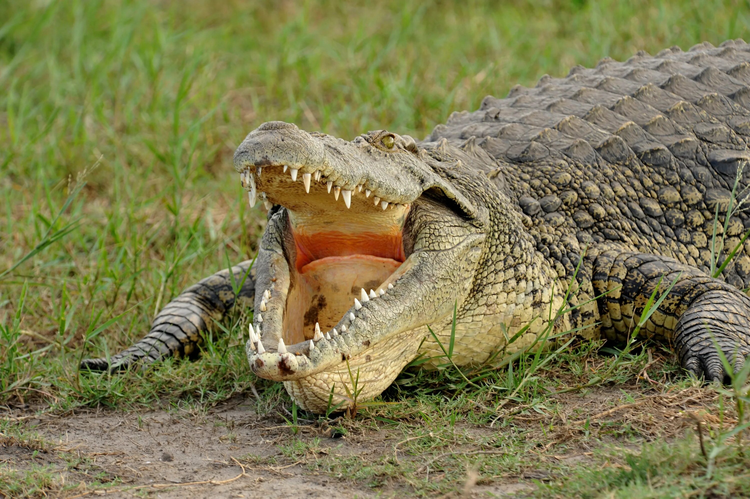 Крокодилы на шри ланке. Гребнистый крокодил. Шри Ланка крокодилы. Нильский крокодил. Болотный крокодил Шри Ланка.
