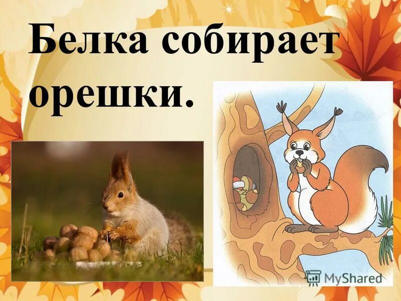 прикольные белки. забавные белочки. собран белочка 2. сумка "белка". животные обитающие в лесопарке шарташ.