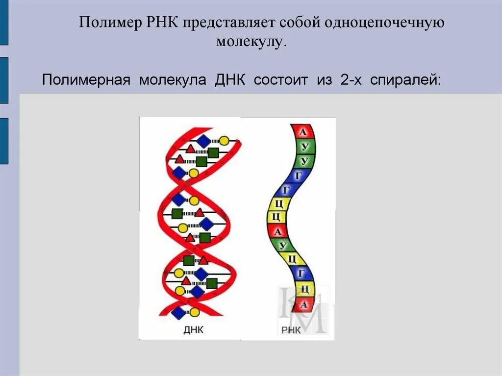 Молекула рнк состоит. Что представляет собой молекула рнк. молекула рнк представлена. молекула днк представляет собой. одноцепочечная рнк.