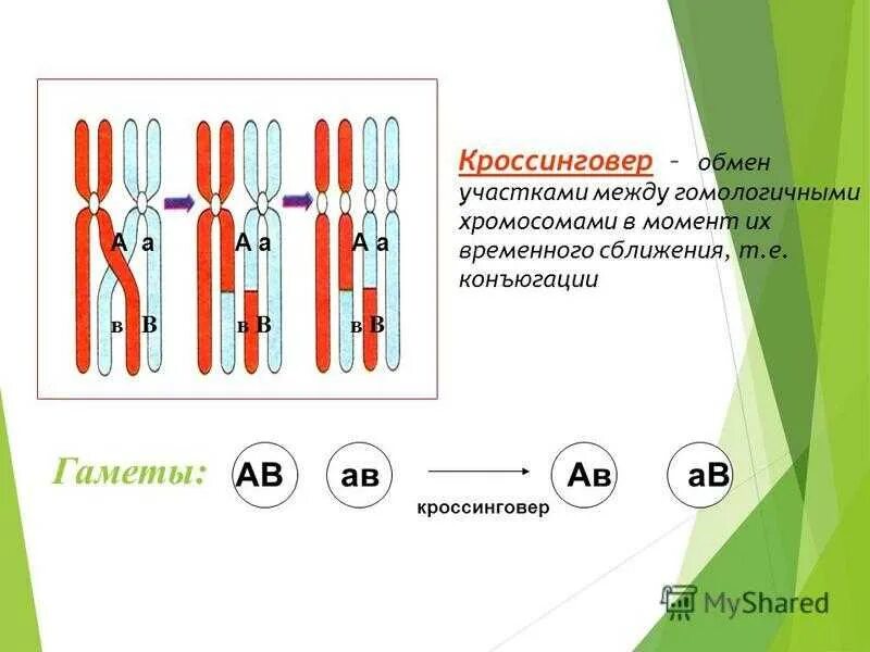 Мейоз 1 кроссинговер. Перекрест кроссинговер это. Конъюгация кроссинговер биология 9 класс. Конъюгация и кроссинговер при мейозе.