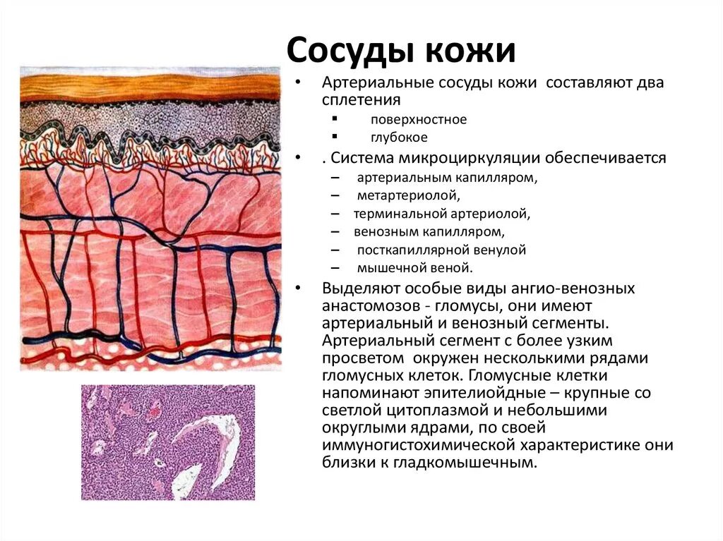 Какая структура дермы образована этой тканью. Строение кожи кровеносные сосуды. Кровеносные сосуды кожи функции кожи. Дерма и гиподерма гистология. Функция кровеносных сосудов в коже.