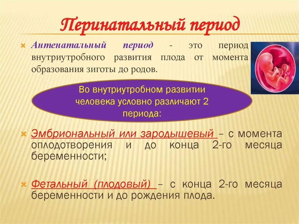 Периоды внутриутробного развития. Антенатальный и перинатальный период это. Периоды антенатального развития плода. Периоды внутриутробного развития антенатальный.