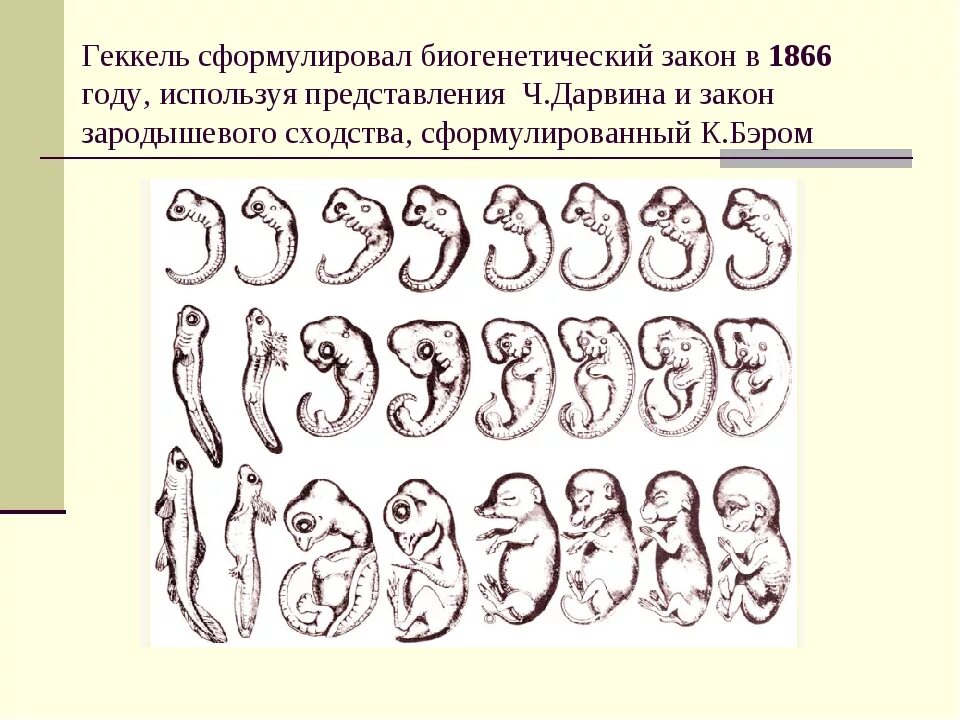 Онтогенез позвоночных закон геккеля. Биогенетический закон Геккеля Мюллера. Основной биогенетический закон Геккеля. Биогенетический закон 9 класс биология. Теория Мюллера Геккеля.