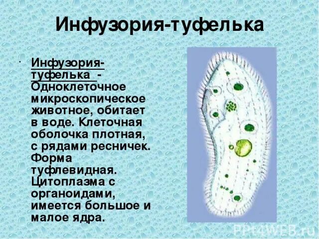 Инфузория туфелька органоиды движения. Пластиды у инфузории туфельки. Инфузория туфелька цитоплазма. Цитоплазма у инфузории туфельки.