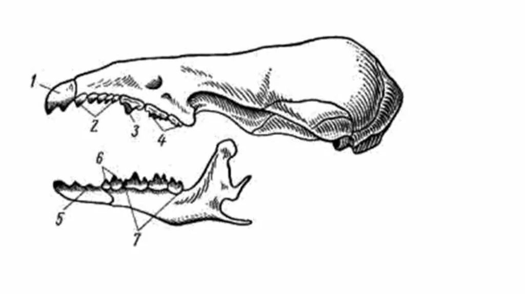 Зубная система насекомоядных млекопитающих. Зубная формула бурозубки. Зубная формула землеройки. Череп бурозубки. Зубная формула насекомоядных